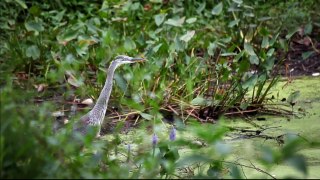 Great Blue Heron Catches Catfish