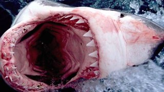 SHARK ATTACKS caught on tape