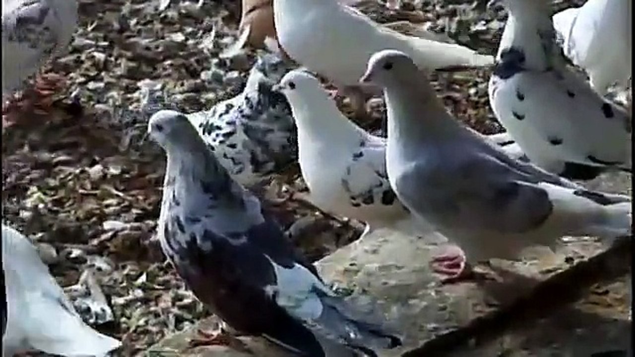Iranian performing pigeon  کبوتر ایرانی