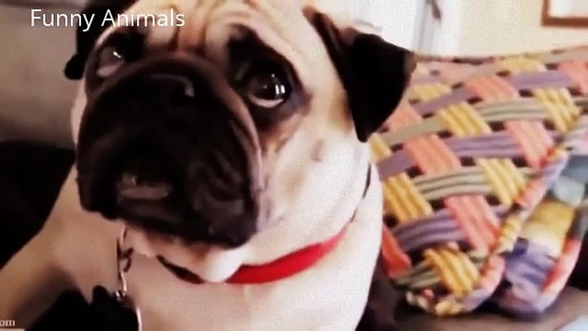 Funny Clips   Collection of Funny Animals   Funny Animal   Animal Clip