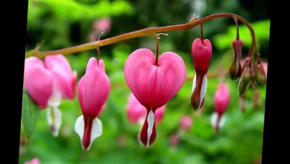 10 MOST STRANGE & BEAUTIFUL FLOWERS IN THE WORLD