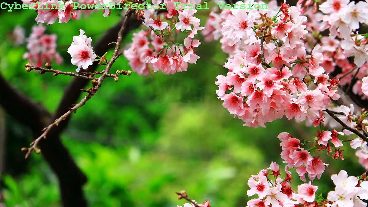 Christian Sunday School Action Song By Ratomate Holy Church(Nepal)