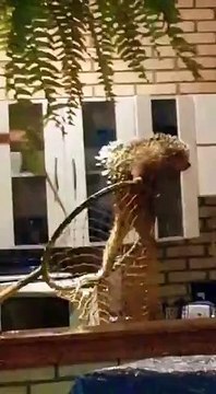 Vídeo: veja o momento em que policiais resgatam um ouriço dentro de uma casa no DF