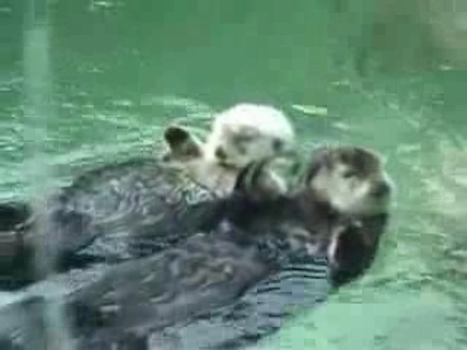 The Otter Song (Box Codax)