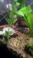 UPDATE!!! MICKEY MOUSE PLATY 1 MONTH PLANTED TANK