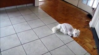 Funny Cat Playing Ball
