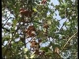 Ethiopian Horticulture Development Documentary film- English.avi