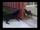 2 dogs barking through the iron gate - Funny Pet