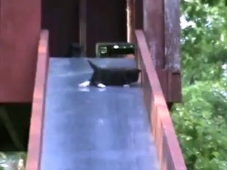 Mum Tries to Cope with  Funny Kittens - Awesome! - Кошка не справляется с Котятами !