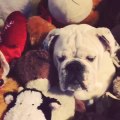 Can you spot the dog in this pile of stuffed animals?