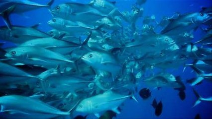 TechKnow - Fire Starter promo