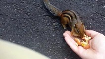 Cute Chipmunk eats from the hand of a guy
