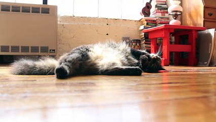 La dure vie d'un chat quand vous êtes au travail!