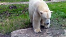 Polar Bear Giovanna and Yoghi - Siberian Tiger and Puma - Munich Zoo - Tierpark Hellabrunn