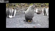 Seal having sex with penguin