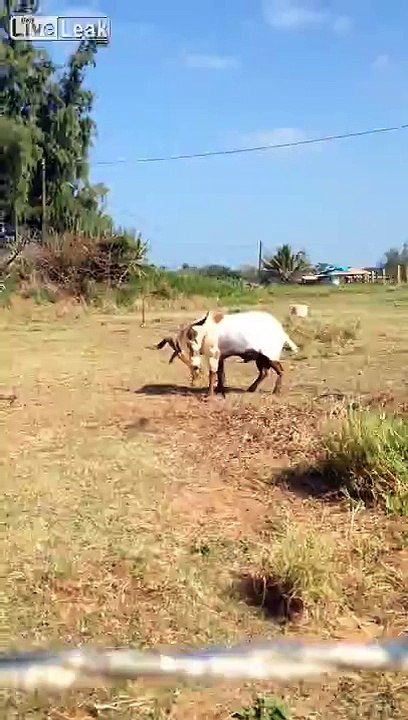 Erect Goat Proudly Urinating into his his Mouth.