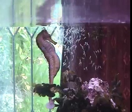 Male Sea Horse Giving Birth