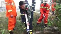 Cow falling in hole gets rescued