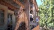 Hundreds of Animals Rescued From Arizonian Hoarder