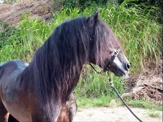 los caballos mas lindo de mi isla