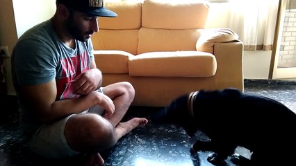 Clever Dog imitates owner & Covers eyes