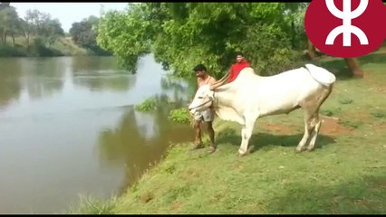 Un zébu plonge dans une rivière a voire lol !!!!
