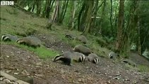 BBC News 3Sep15 - Badger culls in Dorset, Somerset and Gloucestershire have got under way