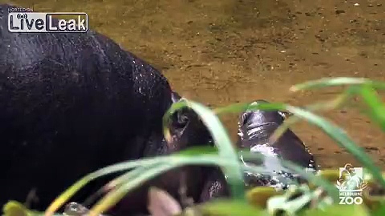 Pygmy Hippo baby makes a splash