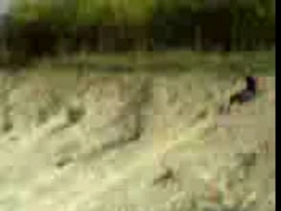 Steevy en mode taré