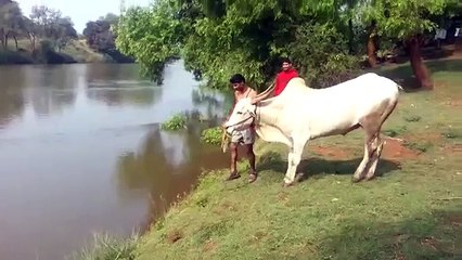 Un zébu plonge dans une rivière