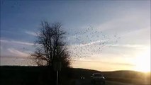 Thousands of Snow Geese Fly During Spring Migration