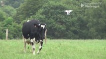 Un drone pour aller chercher les vaches au champs !
