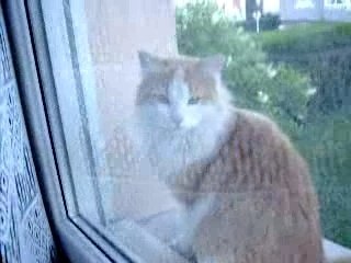 Fripouille sur la fenetre