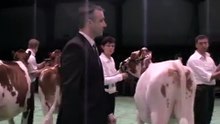 Swiss Expo 2010 - Rinderchampionne Red-Holstein