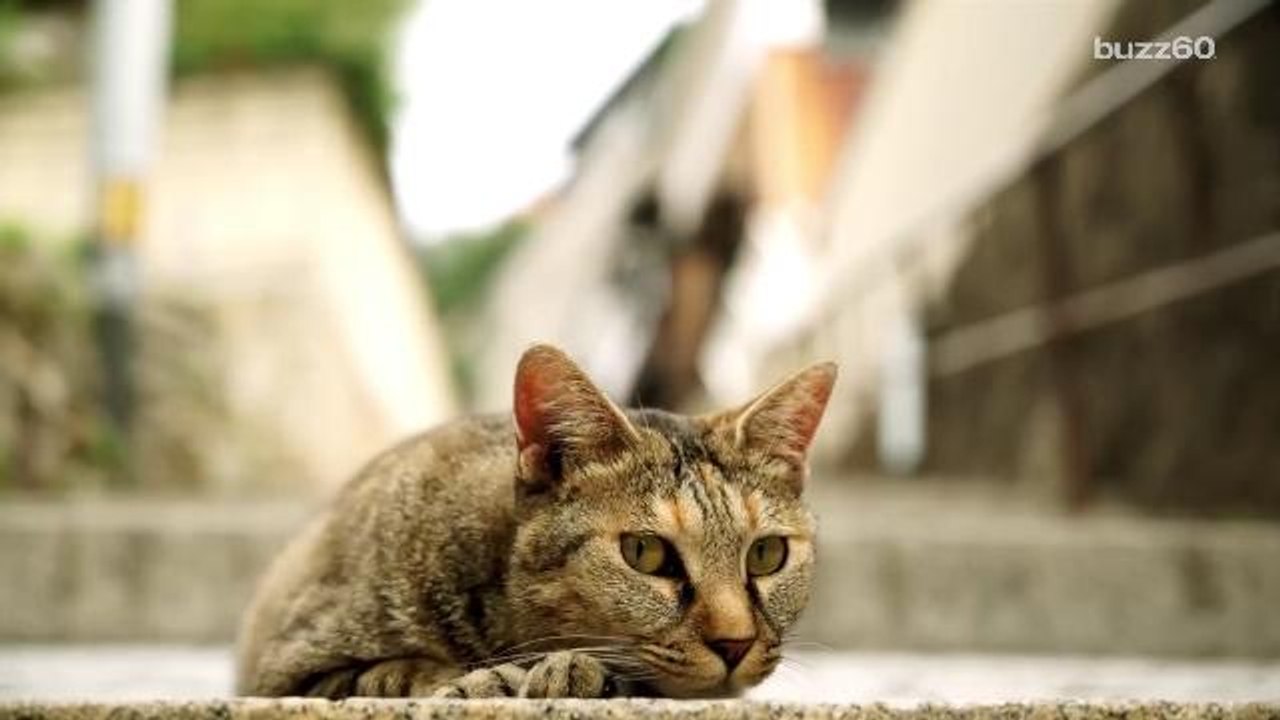 Japan creates first-ever 'cat street view'