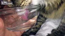 Russian cat Max (aka Matroskin) drinking in slow motion