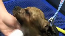 Paw-ferential Grooming Treatment - PetSmart