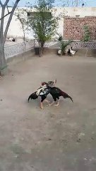 مرغوں کی ایسی لڑںؑی آپ نے پہلے کبھی نہیں دیکھی ھو گی۔