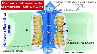 Video De Fisiologia - Hormona antidiurética o vasopresina // adh // Fisiologia renal