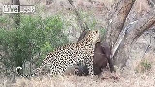 A Leopard Hoisting a Rhino Up A Tree