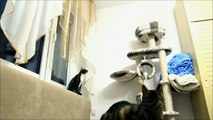 Cats vs Mini - Quadcopter