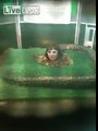 HAHA...WTF...WOMAN DOESNT LIKE HER JOB BEING A SNAKE ....MUST SEE