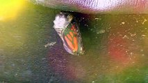 Endangered Monarch Butterfly Emerges From Chrysalis