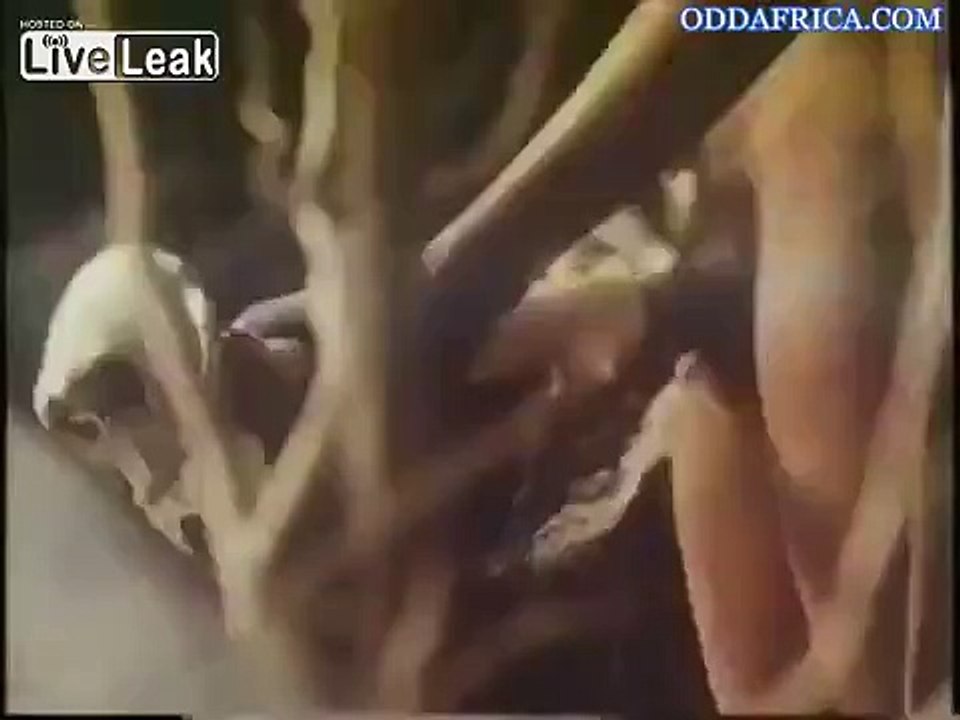 AFRICAN SEX RITUALS ODD AFRICA 2 - video Dailymotion