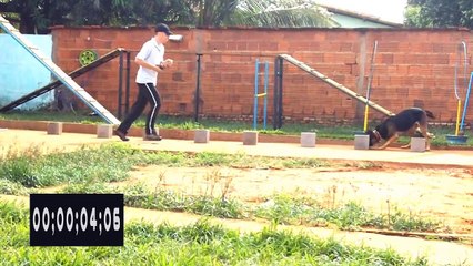 Rottweiler Vs Pastor Alemão