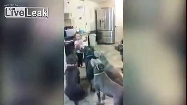 The mini dog whisperer: Girl, four, manages to keep SIX hungry pit bulls waiting patiently for food