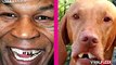 Animals That Totally Look Like Celebrities