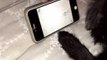 Adorable Pug Puppy Plays Game on iPhone