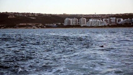 Great white shark bursts through surface with fish
