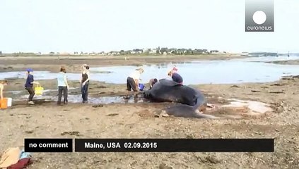 Beachgoers try to save 30-foot long shark